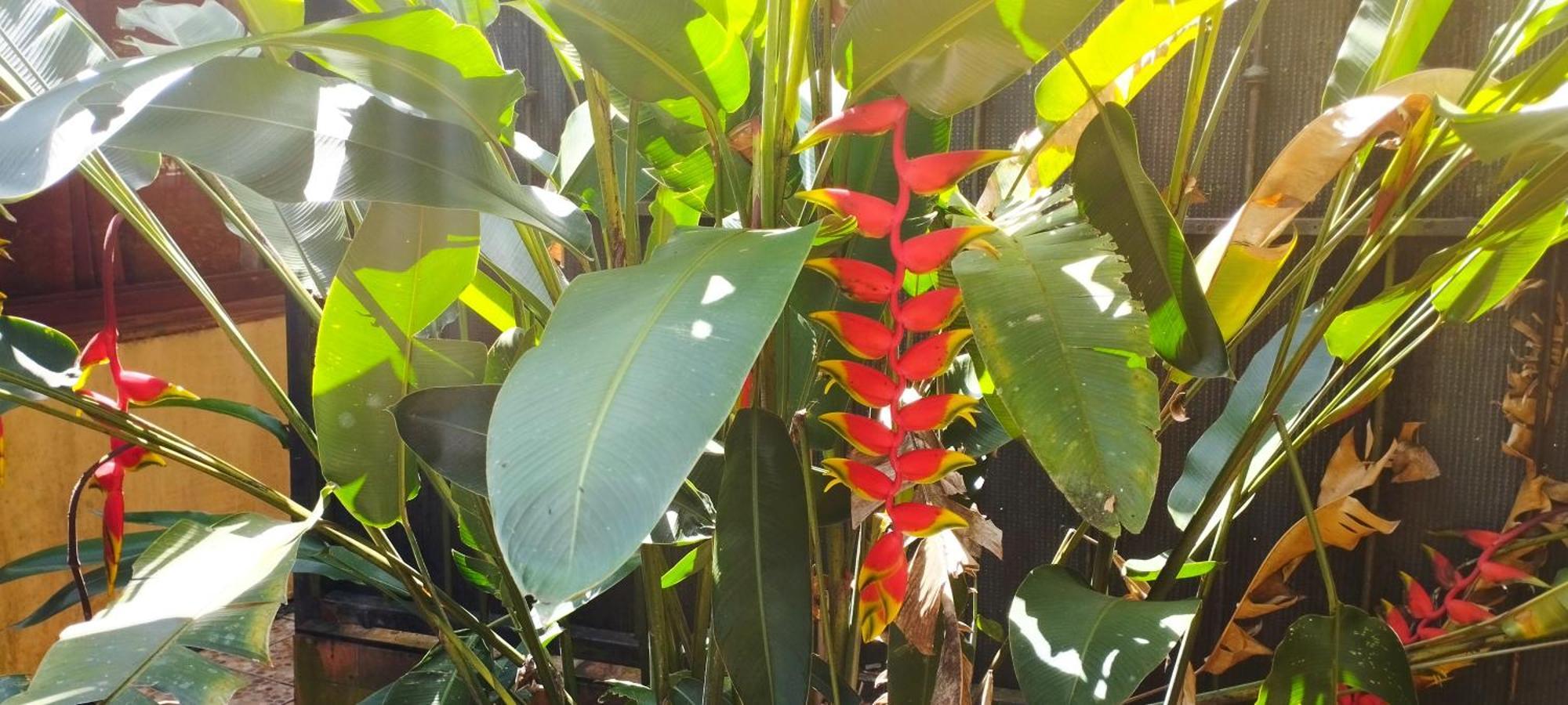 Hotel Maguey Tigre  Eksteriør billede